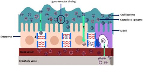 Carrier Systems for Advanced Drug Delivery: Improving Drug Solubility ...
