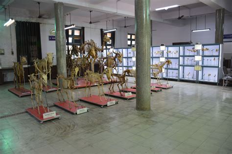 NVC - Veterinary Anatomy and Histology