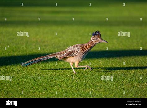 Lesser Road Runner Distribution Map 的图像结果