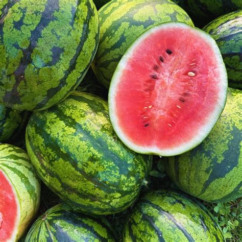 Image result for 2024 Watermelon Exploding Trends