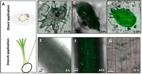 Interactions of Metarhizium brunneum-7 with Phytophagous Mites ...