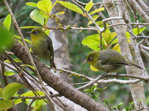 Slender-billed White-eye - eBird
