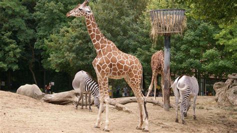 Zoo Train To My 的图像结果