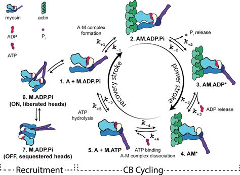 Danicamtiv Increases Myosin Recruitment and Alters Cross-Bridge Cycling ...