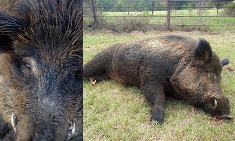 Image result for Exploding Wild Pigs