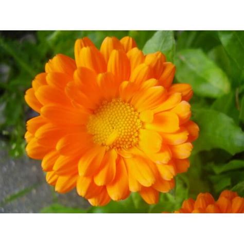 Proizvodi | Crystal Lab