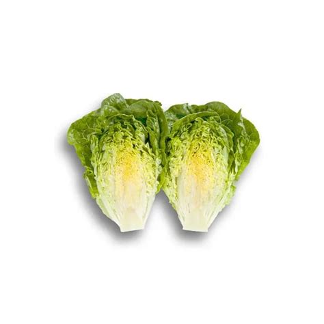 Lettuce Seeds | Cos | RINCON RZ | Rijk Zwaan India