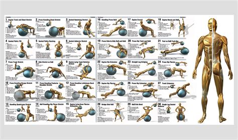 Printable Exercise Ball Exercises - Printable Word Searches