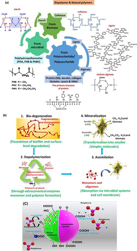 Image result for Biodegradable Polymers Flowchart