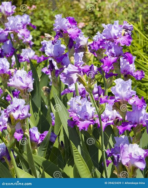 Many Purple Irises on Flower Bed Stock Image - Image of garden, violet ...