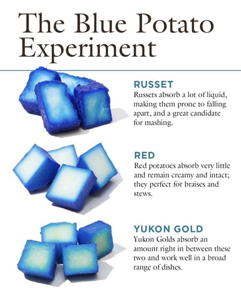 Bloo potato : r/potato