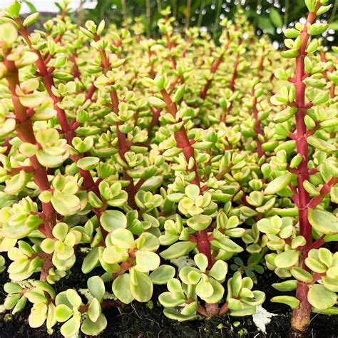 Variegated Jade (Elephant Bush) "Crassula" - Plant – Lalit Enterprise