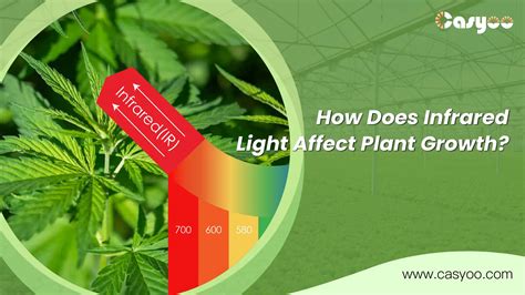 How Do Light Affects Plants Growth at Lynn Potter blog