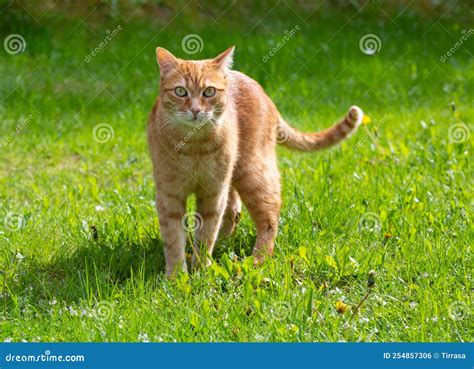 Red Ginger Cat on Green Grass Stock Photo - Image of laying, beauty ...