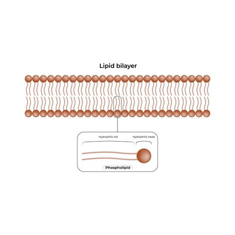 Lipid bilayer structure design vector illustration | Premium Vector