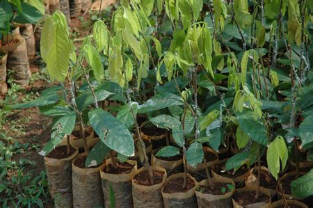 Cocoa graft II