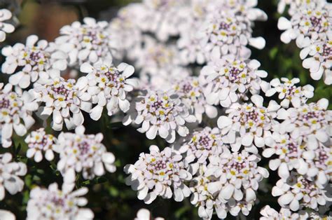 Best Ground Cover Plants For Under Trees at Jasmine Disher blog