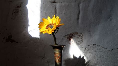 Wallpaper sunflower, flower, vase, rays, wall hd, picture, image