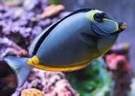 Naso Tang (Black Fin) - Indonesia – Chennai Marine Aquarium