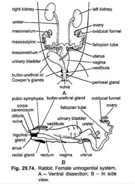 Describe the female reproductive system of rabbit with neatly labeled ...