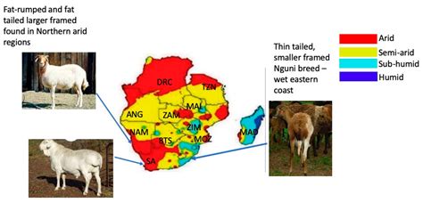 The Current Status of Indigenous Ovine Genetic Resources in Southern ...
