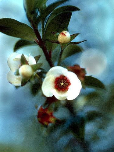 Black Chilean Guava Fruit Plant (Ugni myricoides) – veliyathgardens