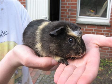 Hase und Meerschweinchen mit Käfig zu verschenken in Germersheim ...