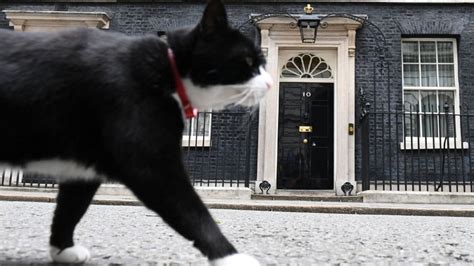 U.K.'s foreign office cat Palmerston comes out of retirement : NPR