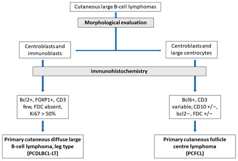 Cbc Differential Lymphoma at Wade Arnold blog
