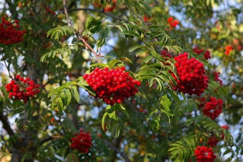 Image result for Mountain Ash Tree Problems