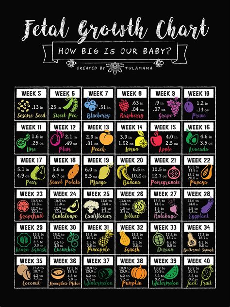 Pregnant Uterus Growth Chart 11,800+ Pregnancy Stages Stock Photos,