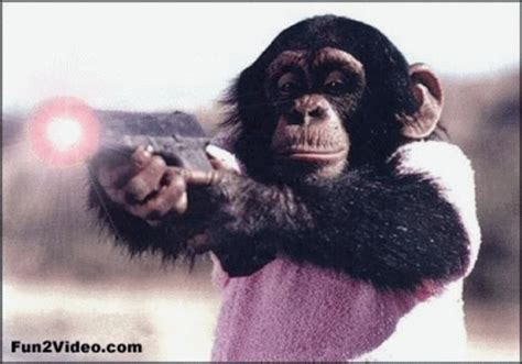 Image result for Angry Monkey Computer GIF