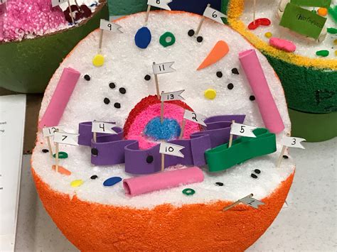 3d Animal Cell Model Project For School