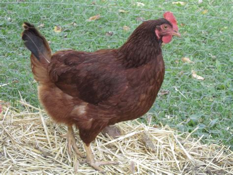 Rhode Island Red | Rhode island red, Chicken breeds, Breeds