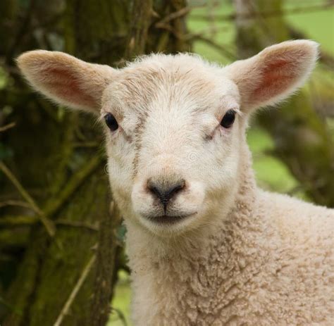 Lamb Shanks Aldi Price