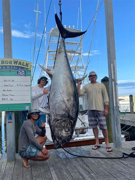 Largest Tuna Ever Caught
