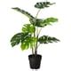 FEJKA artificial potted plant, in/outdoor Monstera, 19 cm (7 ½") - IKEA