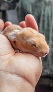 Image result for Raising Wild Baby Rabbits