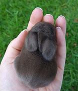 Image result for Fluffy Baby Bunny Plush