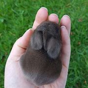 Image result for baby bunny rabbits care