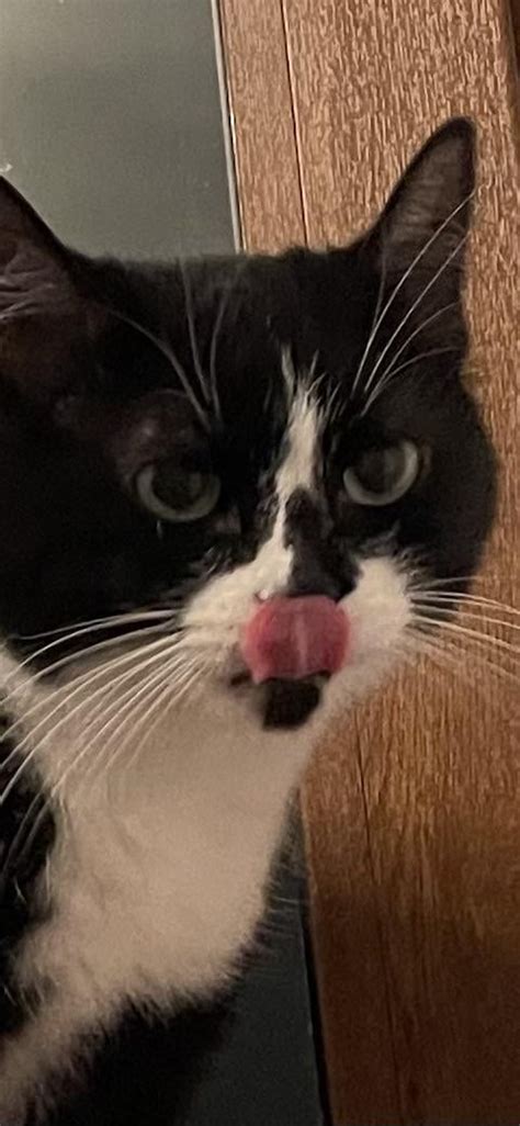 Image result for Cat Language