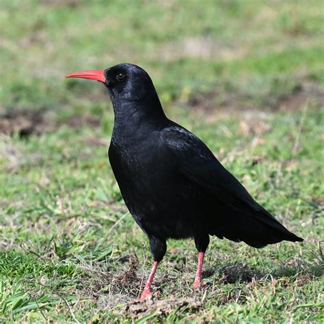 LIZARD POINT (2026) All You Need to Know BEFORE You Go (with Photos ...