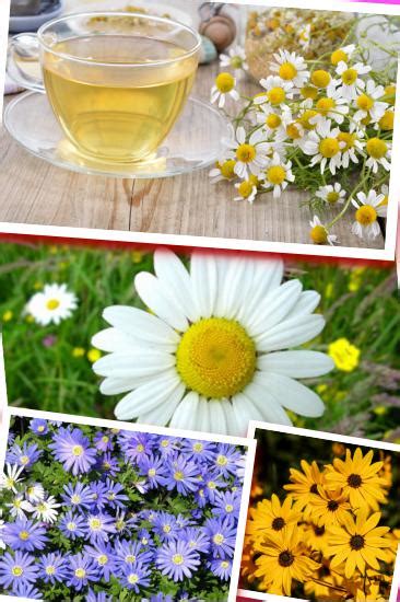 Papatya ve Sağlık için Faydaları