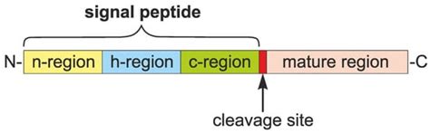 Prediction of Signal Peptides in Proteins from Malaria Parasites