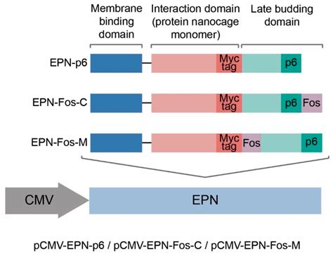 Reprogramming Extracellular Vesicles for Protein Therapeutics Delivery