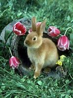 Image result for Spring Bunnies