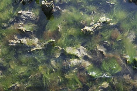 Image result for microalgae