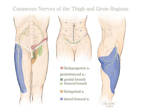 Groin Region Anatomy