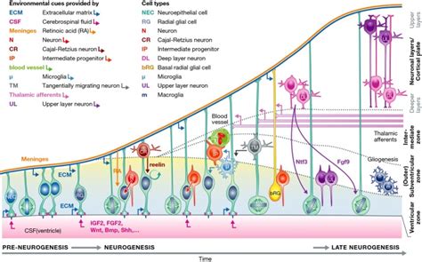 Image result for Neurodevelopment Process