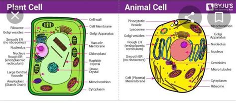 what is the difference between an animal cell and a plant cell ...
